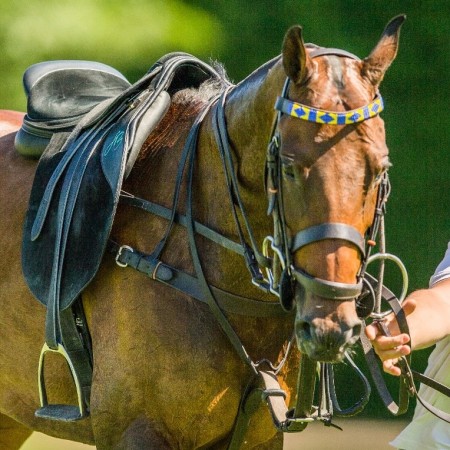 Polo Bridle Gag