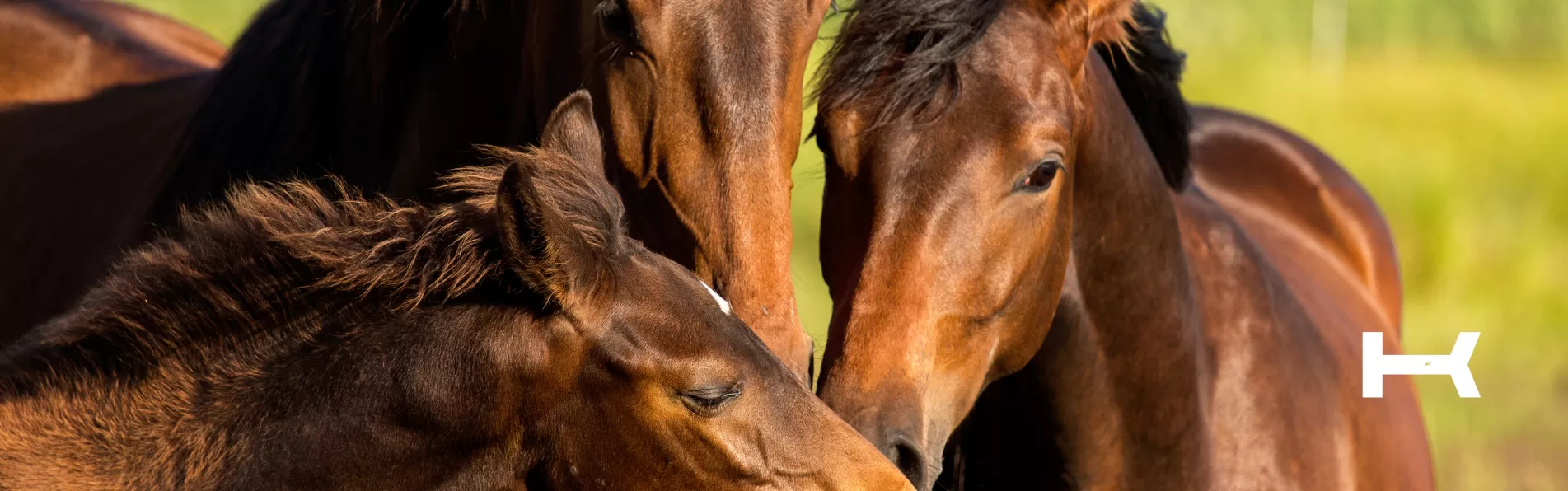 image/cache/wp/gp/Blog%20Banners/best-krono-polo-boots-1903x596.webp image/cache/wp/gp/Blog%20Banners/best-krono-polo-boots-1903x596.webp