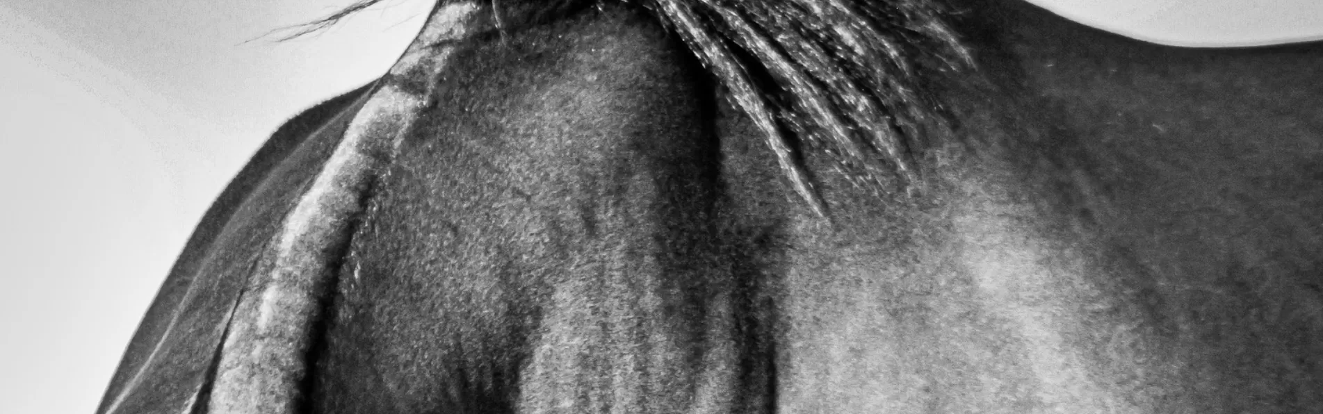 image/cache/wp/gp/Blog%20Banners/secrets-for-leather-care-1903x596.webp image/cache/wp/gp/Blog%20Banners/secrets-for-leather-care-1903x596.webp