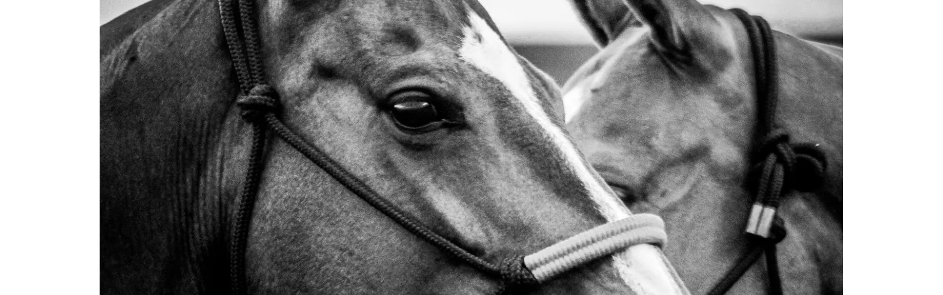 image/cache/wp/gp/Blog%20Banners/tradition-polo-1903x596.webp image/cache/wp/gp/Blog%20Banners/tradition-polo-1903x596.webp