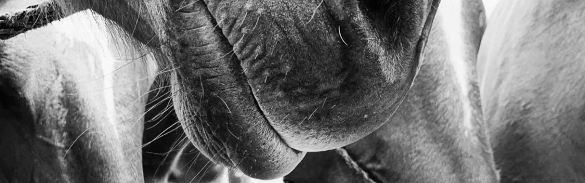 image/cache/wp/gp/blog/banner%202/how_many_horses_do_you_need_to_play_polo-1903x596.webp image/cache/wp/gp/blog/banner%202/how_many_horses_do_you_need_to_play_polo-1903x596.webp